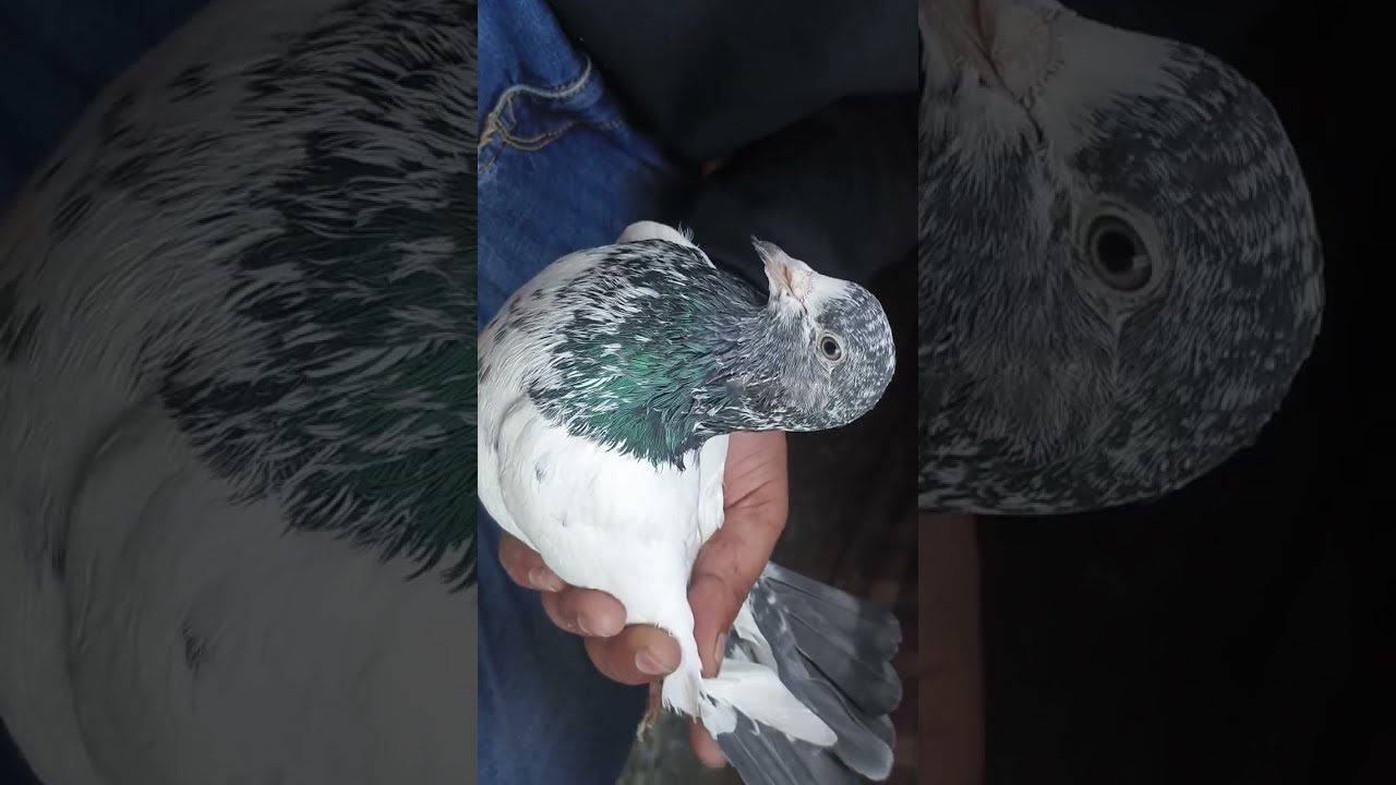 Rampuri Kabutar Ki Nasal 🕊️💯  kabutar ke jode Kalsire