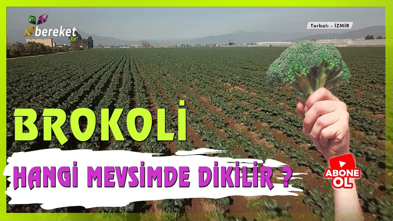 Brokoli Fidesi Ne Zaman, Nasıl Yetiştirilir ? Hangi Mevsimde Dikilir ?