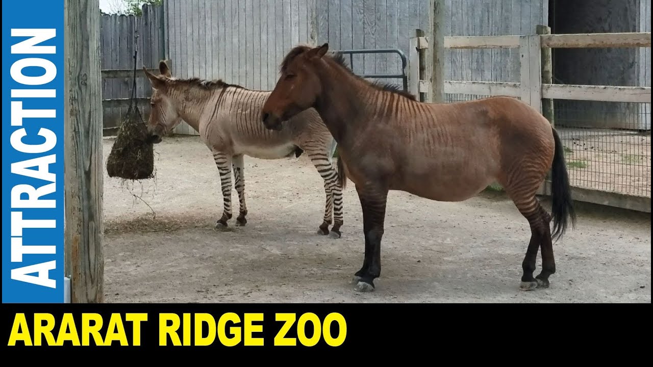 Ararat Ridge Zoo animals from around the world petting feeding | Jarek in Williamstown Kentucky USA