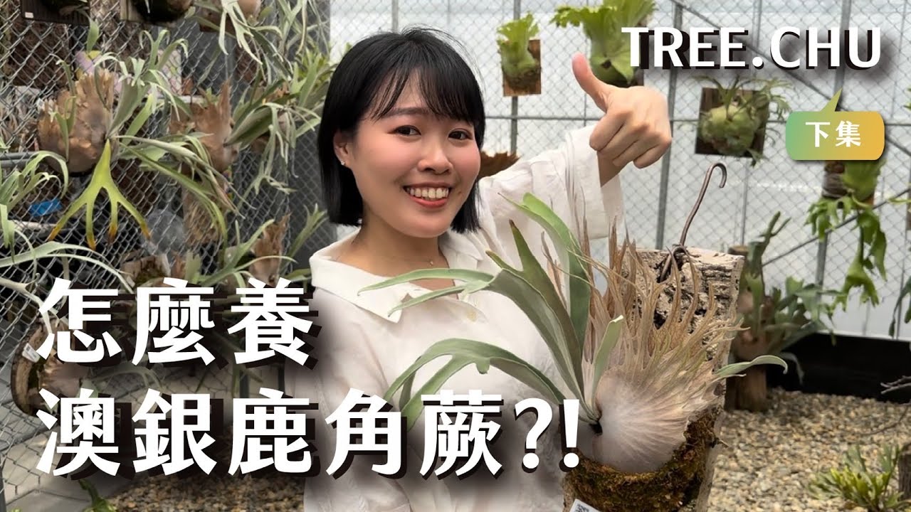怎麼養澳銀鹿角蕨？Tree.Chu來教你！