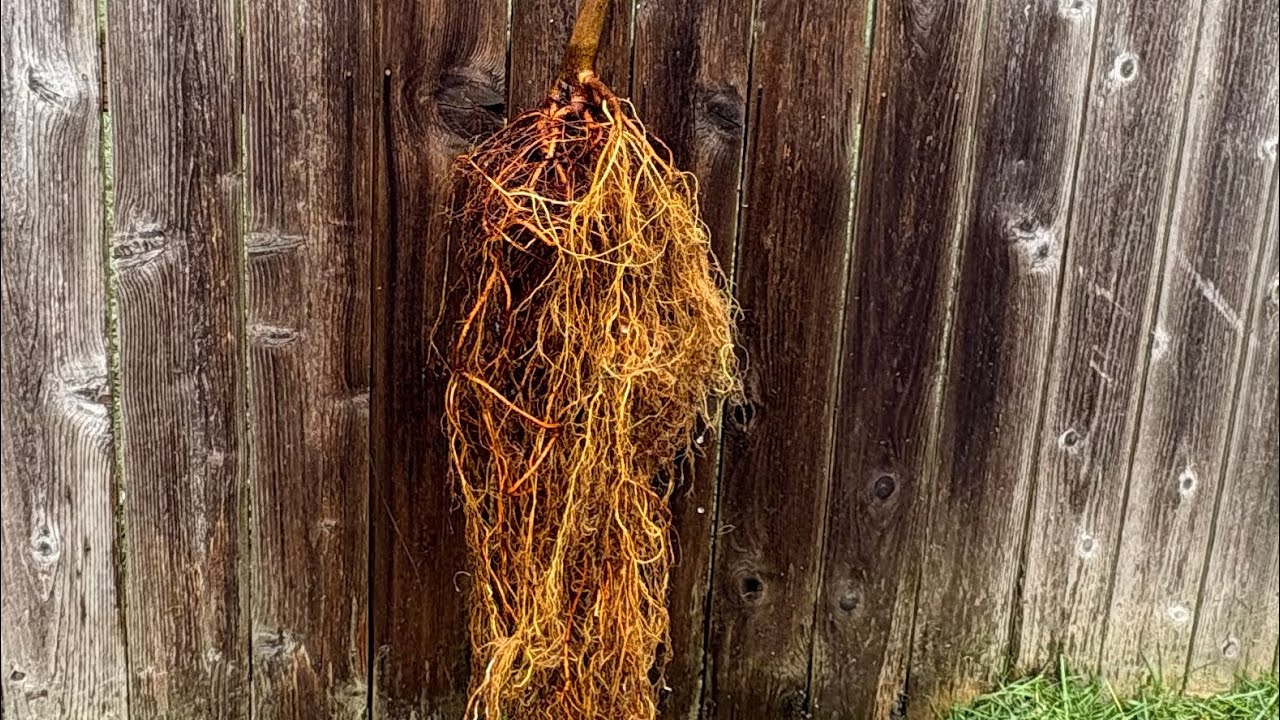 How and why I do my first fig-tree up-potting. 