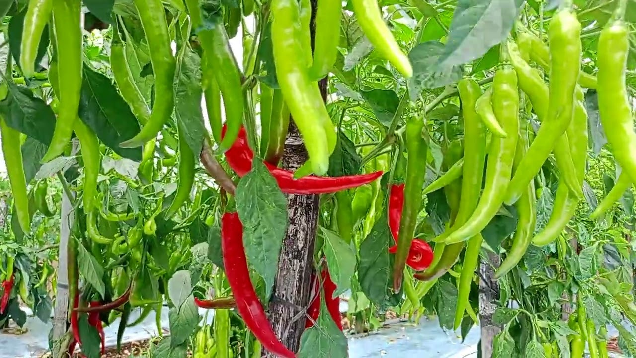 Review Cabe Merah Besar Varietas Imola
