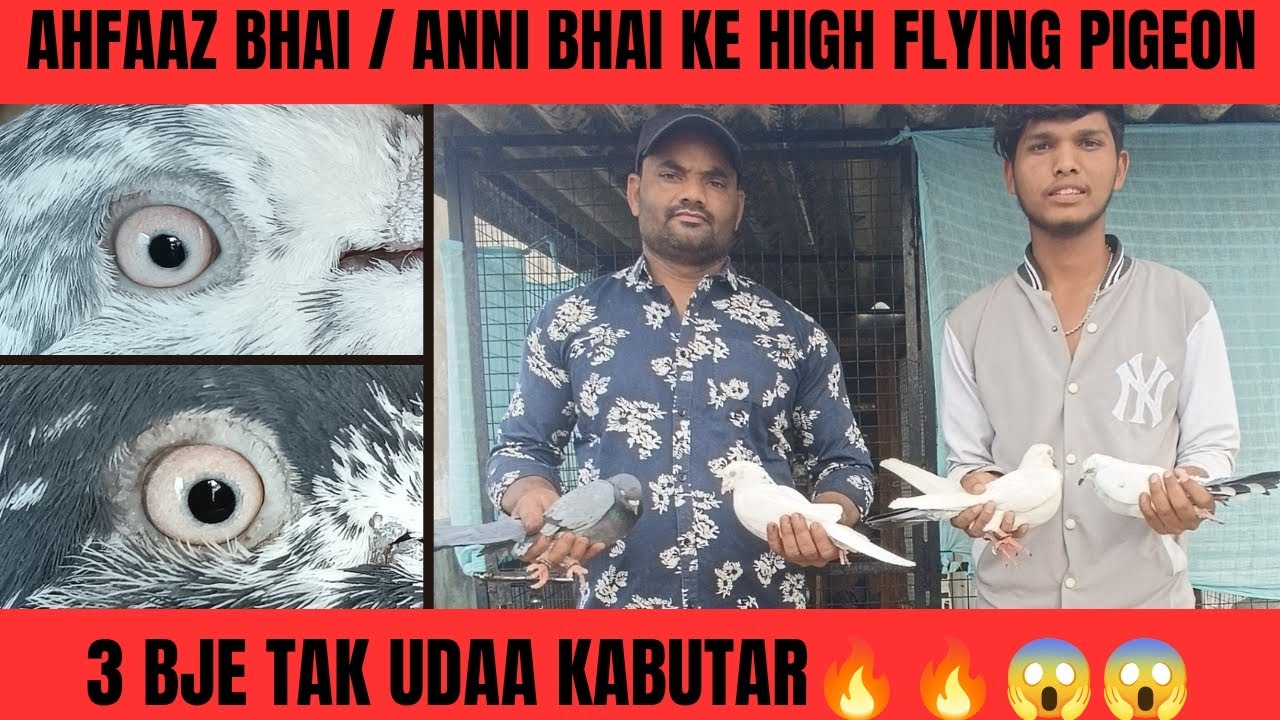 High flying pigeon loft || seoni kabutar || @KabutarGram @AMAZINGPIGEONTIPS