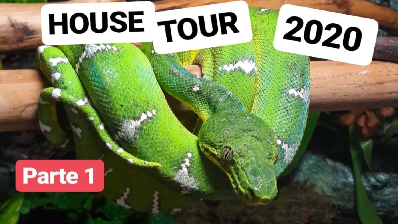 2020 Reptile Room Tour - Parte 1