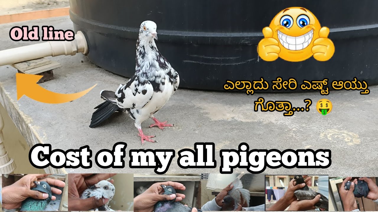 cost of my all pigeons in kannada  ||Prince loft|| ನನ್ನ ಎಲ್ಲಾ ಪಾರಿವಾಳದ ಬೆಲೆ ಎಷ್ಟುಗೊತ್ತಾ...? 😍👀🕊️