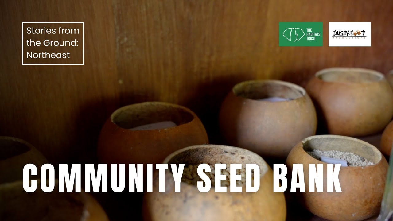 Community Seed Bank: Nagaland's Indigenous Seed Preservation | THT Films