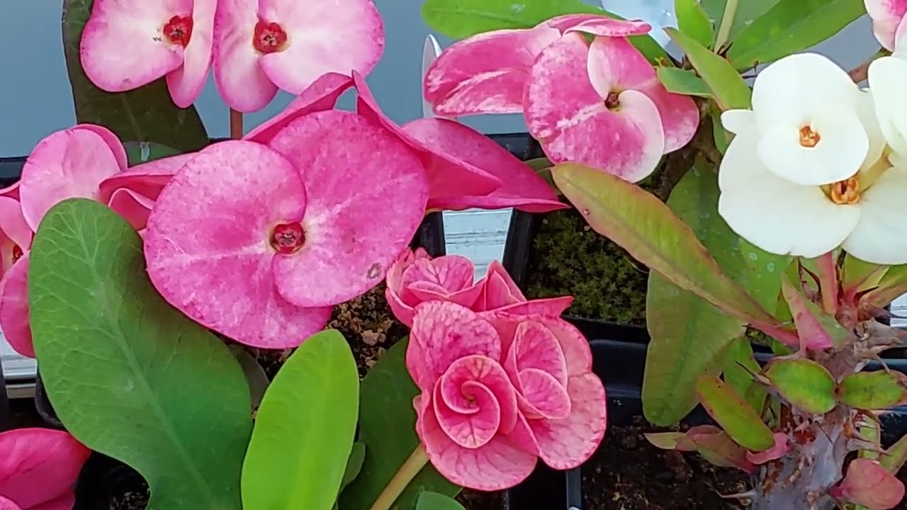 Coronas de Cristo con  nombres hermosas