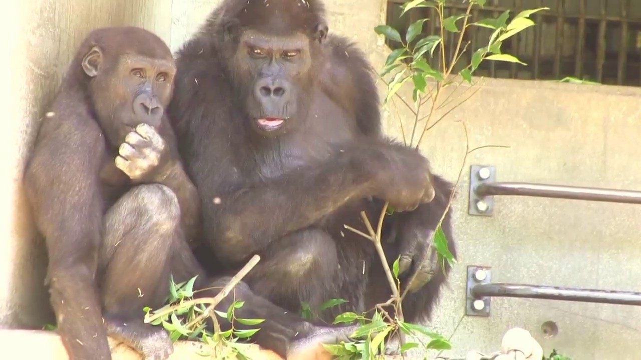 東山ゴリラ　ネネとキヨマサ⑤　Mother(Nene) ＆ child(Kiyomasa) gorilla