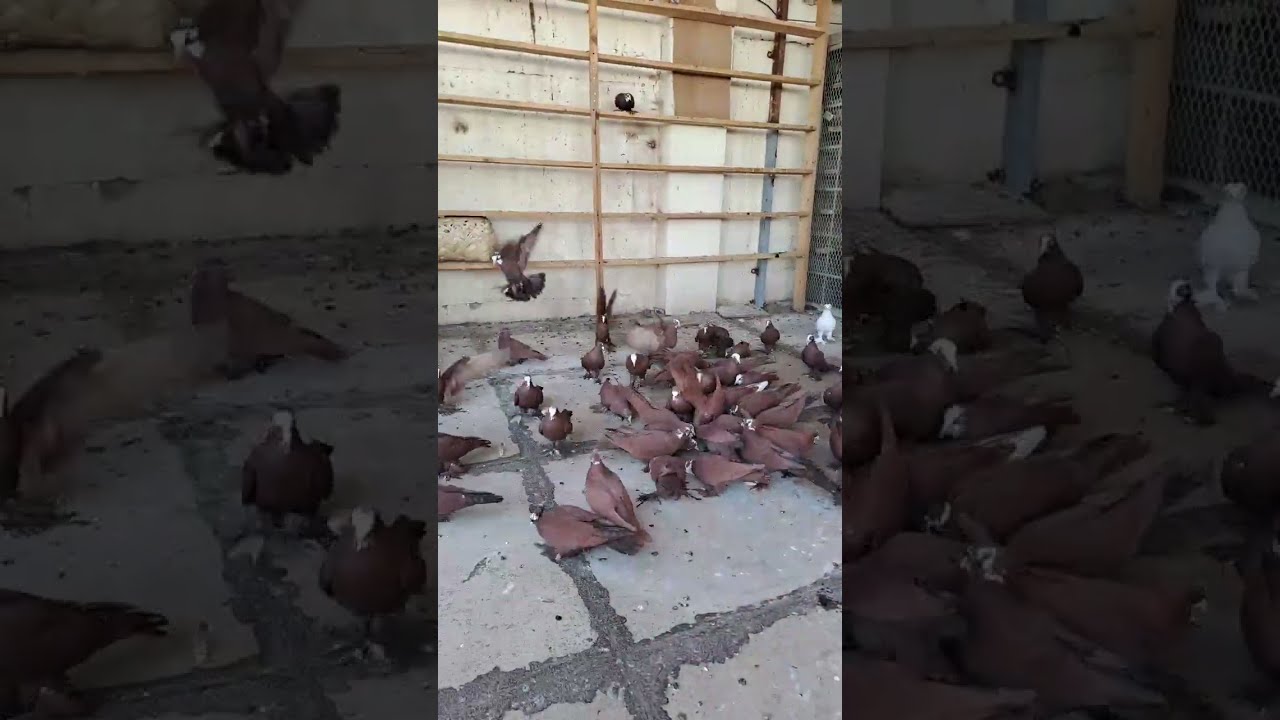 طيور حمر زق داية العدد ١٢٠ حلوات ومخرجات وياهن بناتهن ٧٠ تقريبا التفاصيل بالفيديو