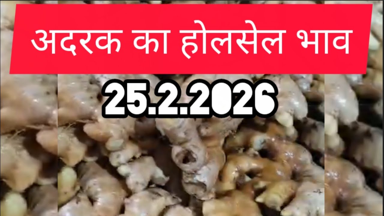 26 February 2026 अदरक का होलसेल भाव, Ginger price today,adrak bajar bhav