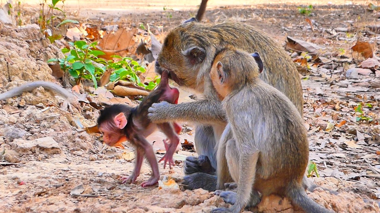 Baby Monkey Joyfully Walks as She Becomes More Skillful | Sweet Growing Moment 🐒💛.