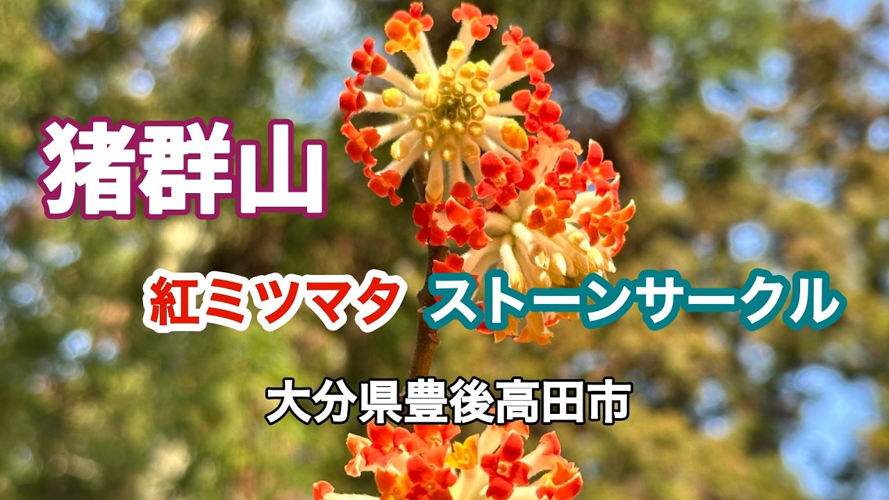【猪群山】紅ミツマタ ストーンサークル No.266