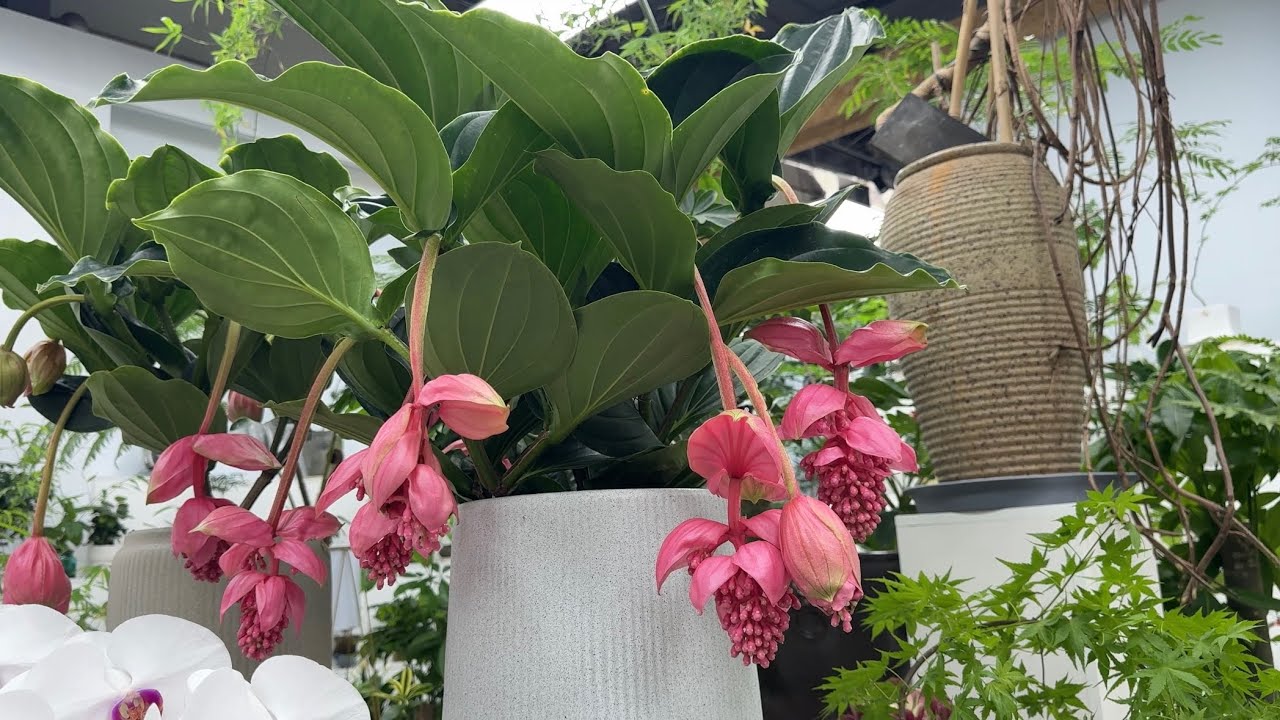 闲逛花市-北京花卉交易中心