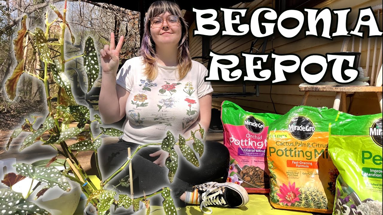 How to Re-pot Your Plant feat. Begonia Maculata