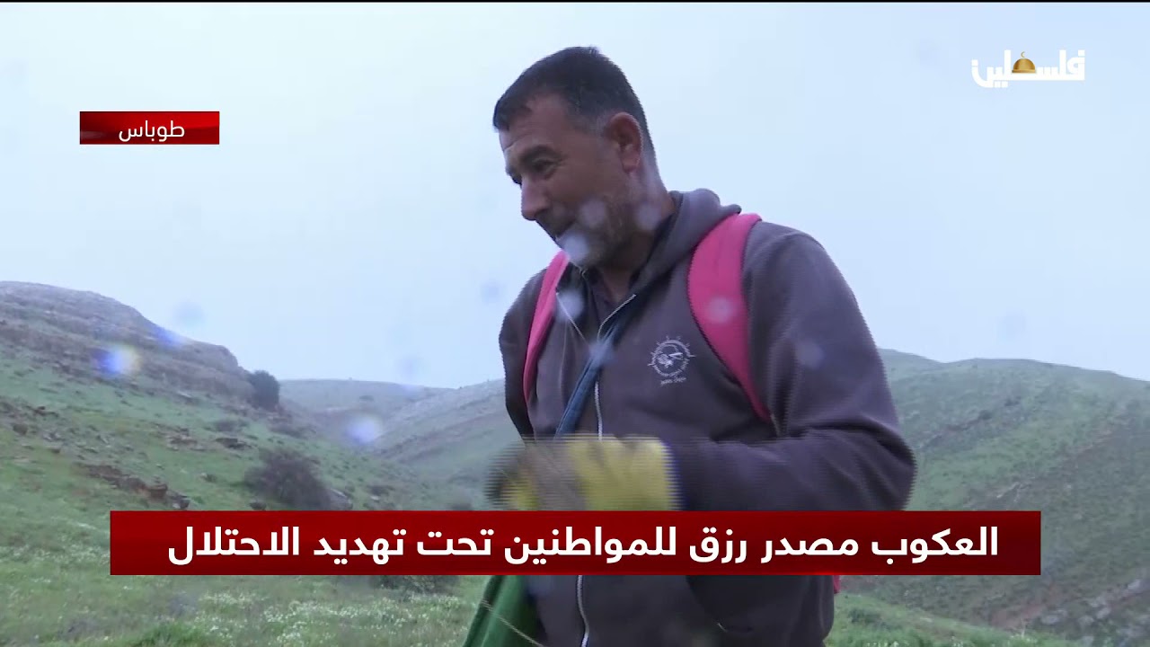 العكوب مصدر رزق للمواطنين تحت تهديد الاحتلال