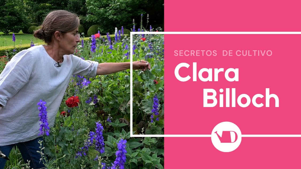 Recomendaciones de diseño por Clara Billoch
