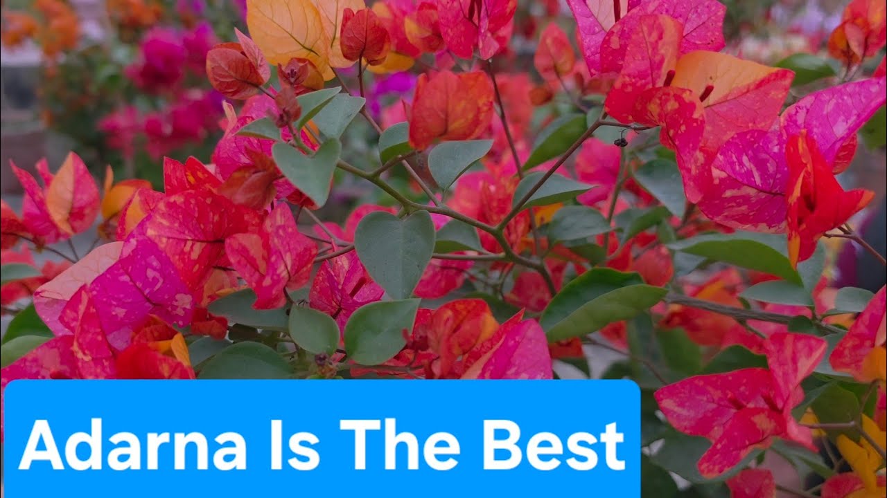 Adarna Is The Best Bougainvillea 