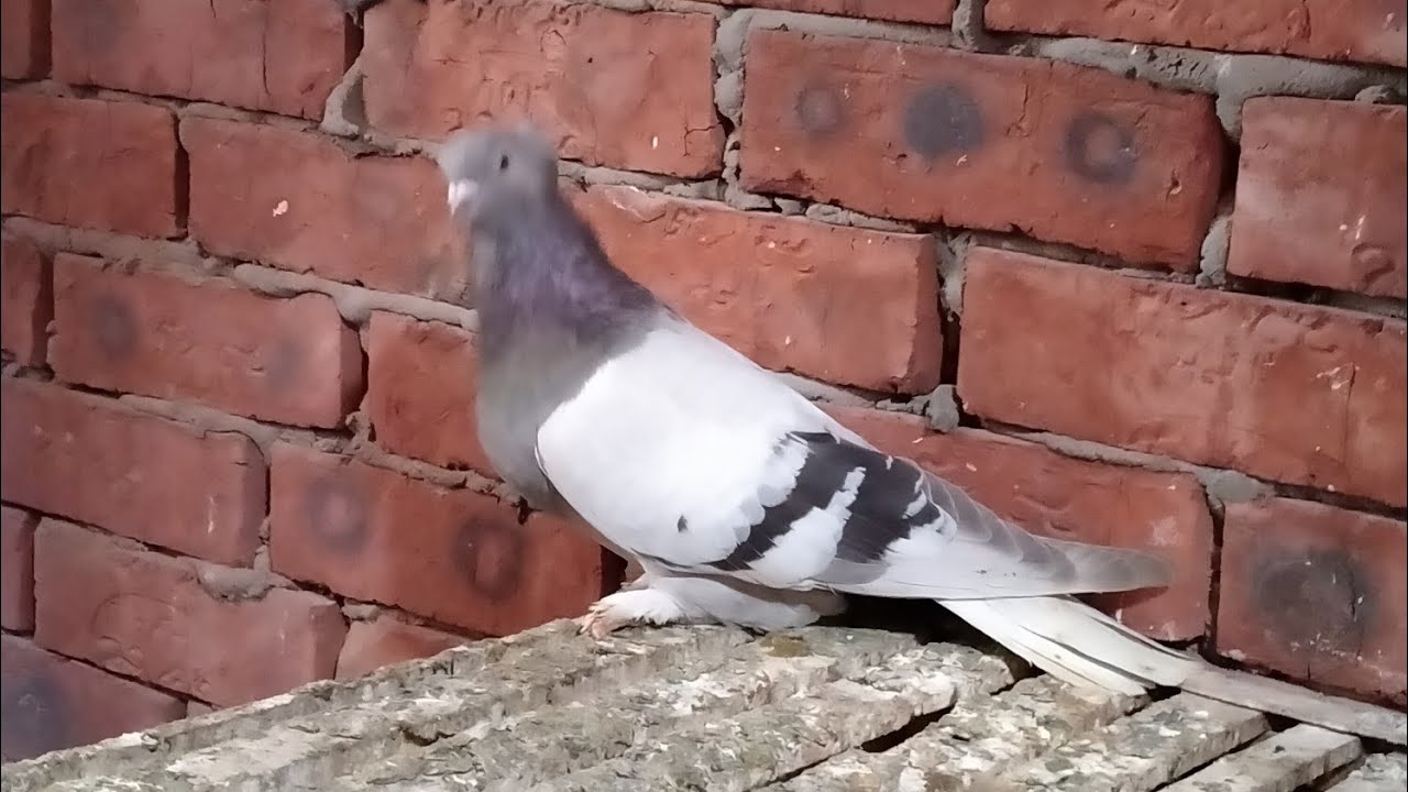 علاج الحمام من السالمونيلا بفضل الله عن تجربه🕊️🕊️👌👍