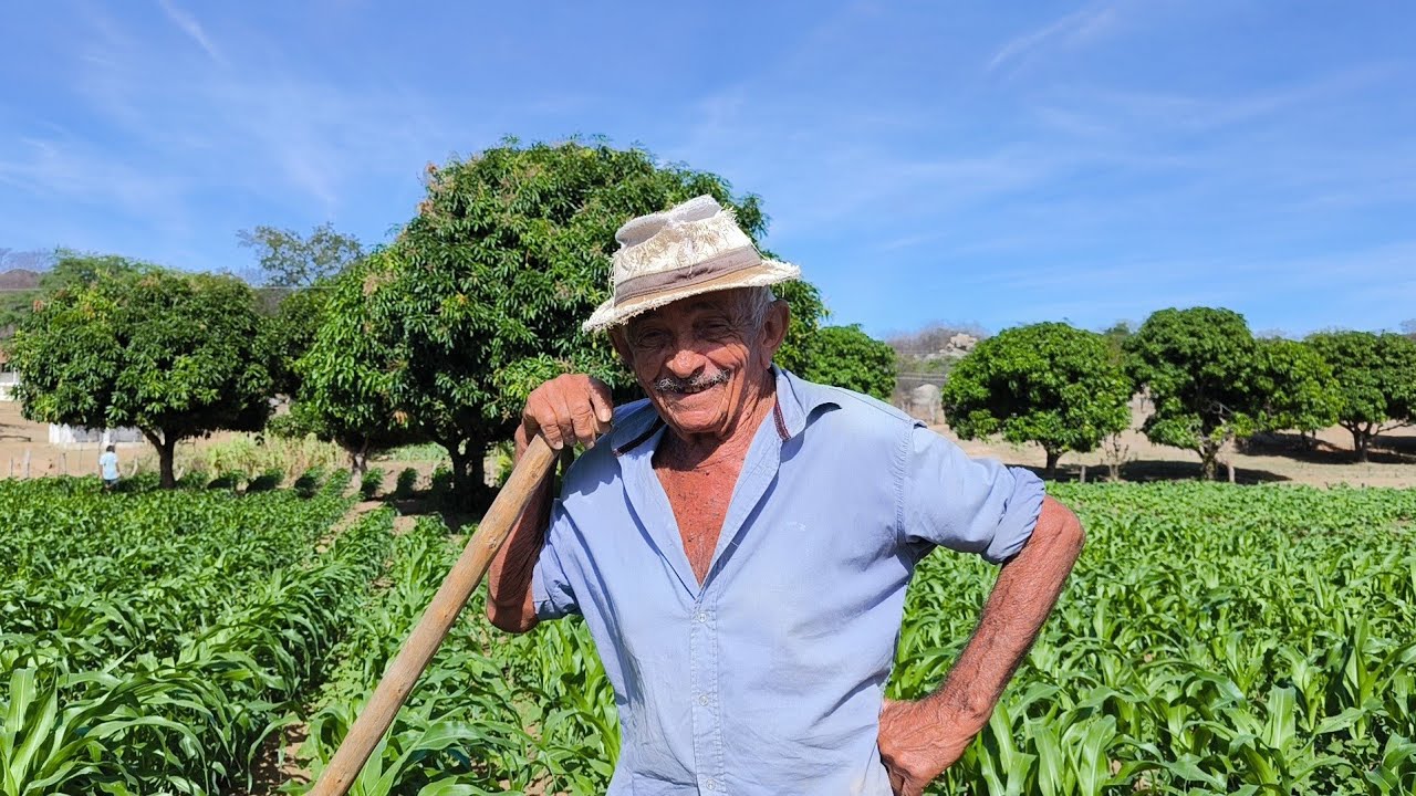 PLANTAÇÃO DE MILHO NO SERTÃO PERNAMBUCANO COM IRRIGAÇÃO DE POÇO ARTESIANO, O FORTE DA AGRICULTURA.