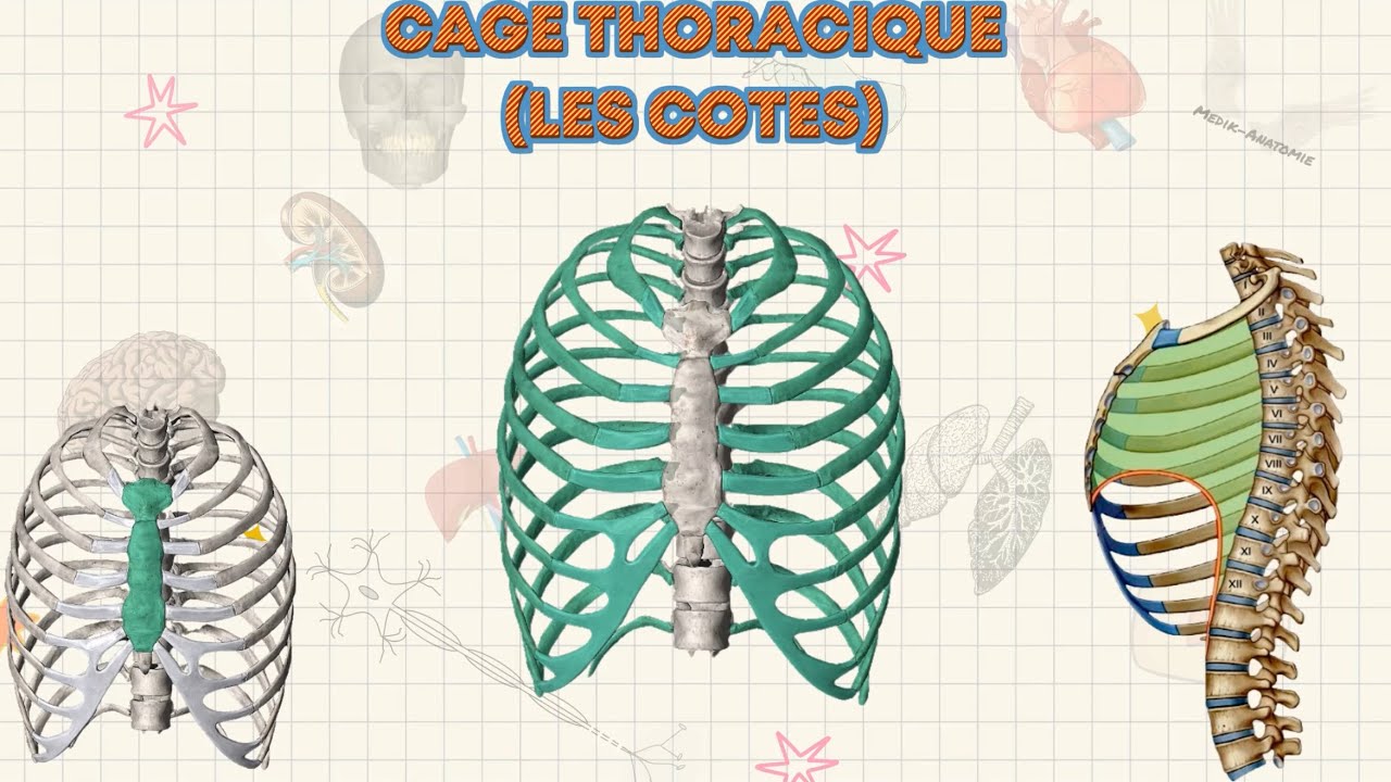 LES C&Ocirc;TES |CAGE THORACIQUE | CLASSIFICATION DES COTES| TUBERCULE DE LisFrancs | ANATOMIE DESCRIPTIVE