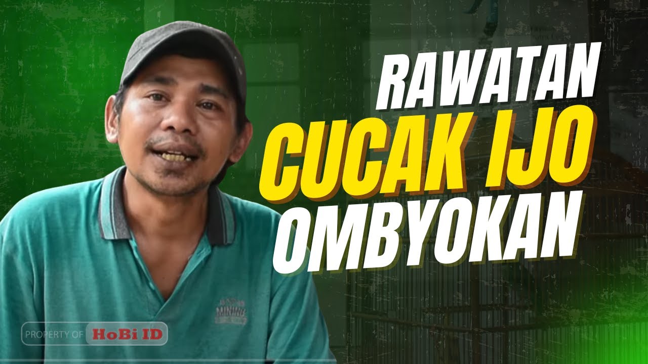 RAWATAN CUCAK IJO OMBYOKAN - SETTINGAN CUCAK IJO GIRAS GRABAK CUCAK IJO BAHAN GIRAS By HoBi ID
