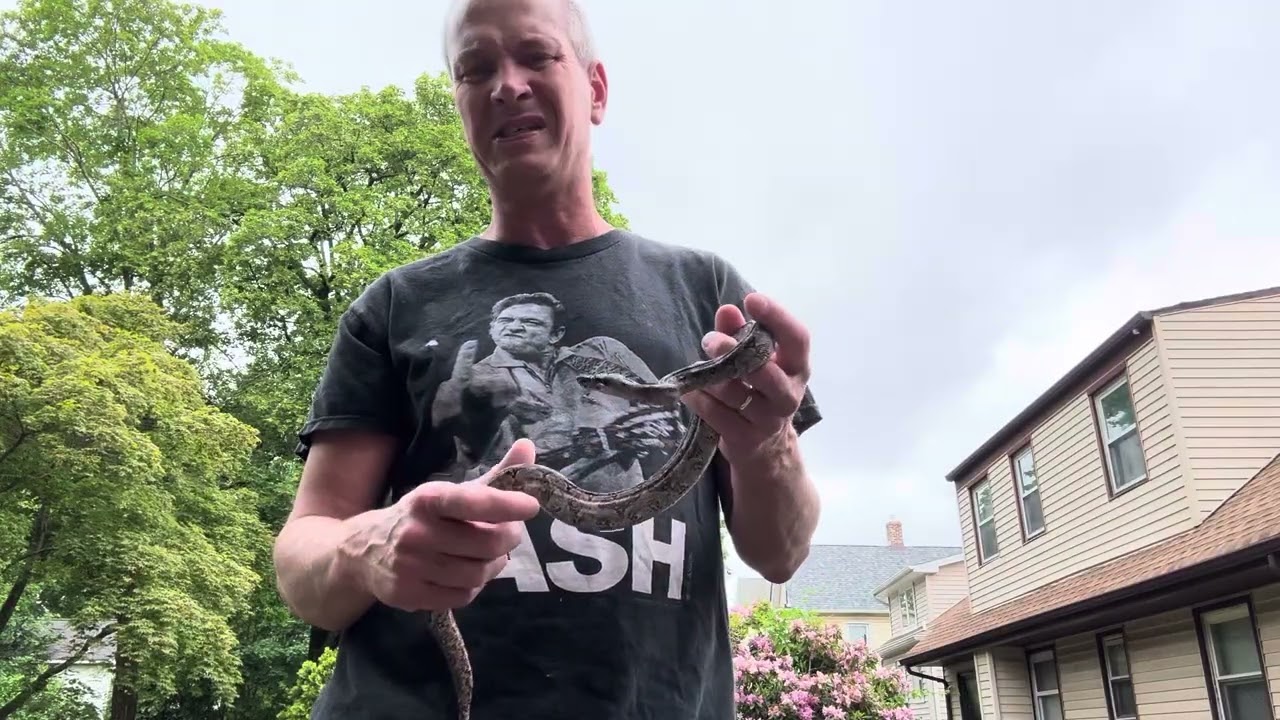 Tarahumara Boa the perfect beginner boa.