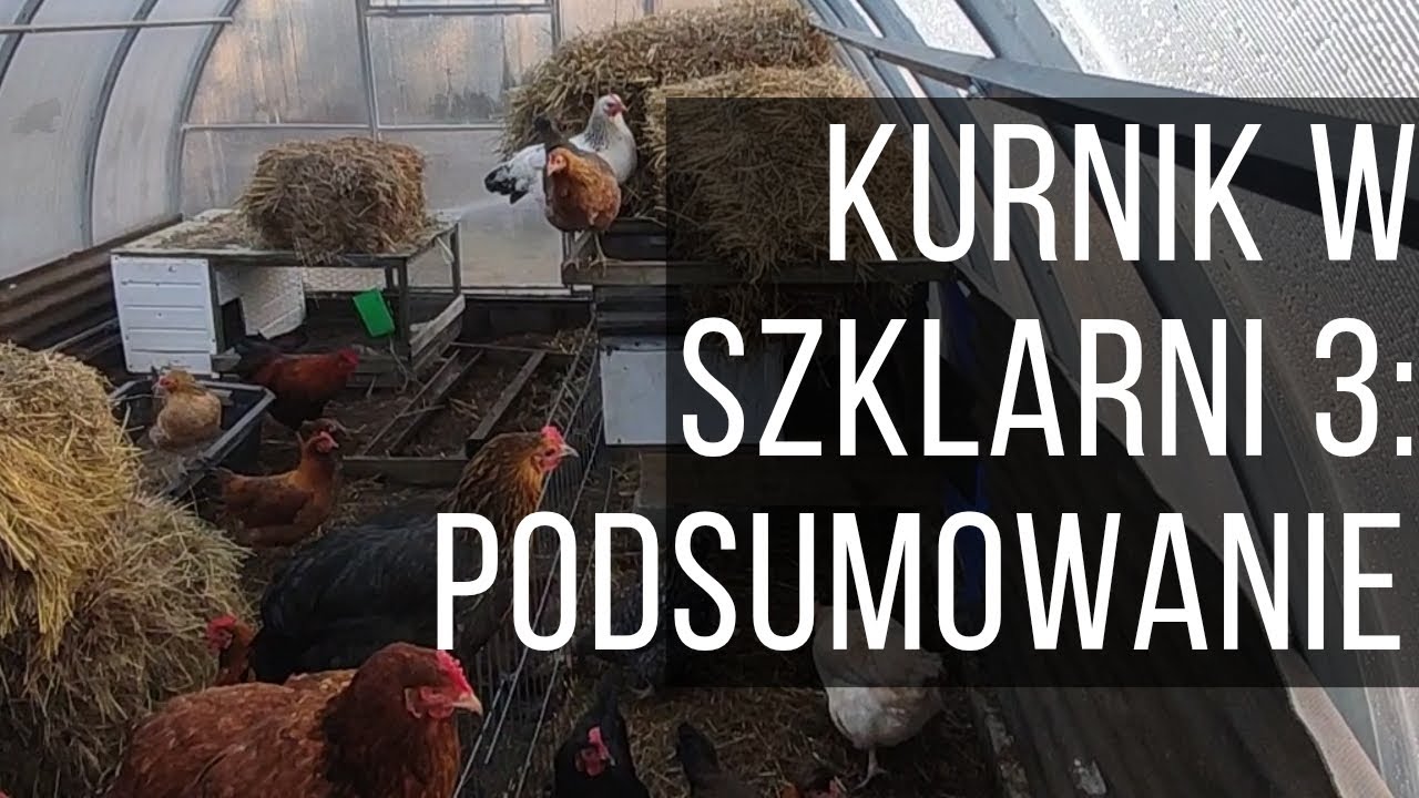 Kury w szklarni - czy było warto? Koniec sezonu i podsumowanie