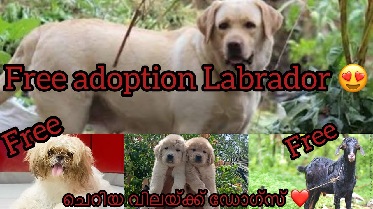 Free adoption lab female 😍🥵low rare pet sale 😱#freeadaptationlab #viralvideo #petsale #dogsales