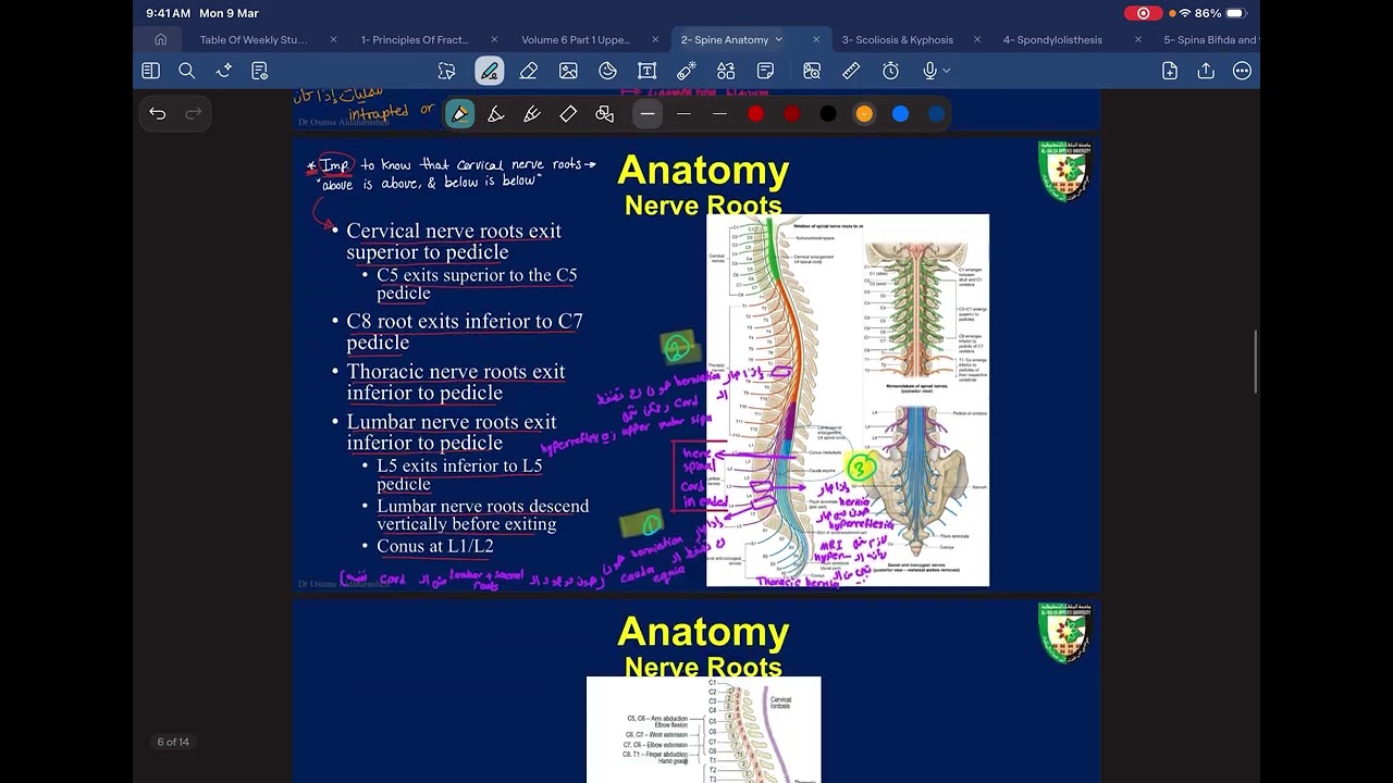 Lecture 2 - Overview of Spine Anatomy - Dr. Osama
