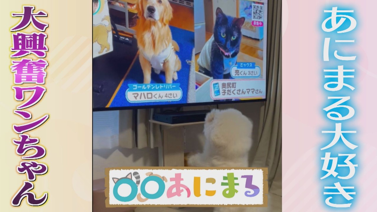 【大興奮！】〇〇あにまるが大好きなワンちゃん