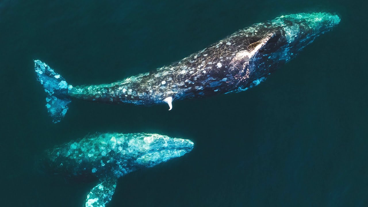 Two Male Gray Whales Exhibit Possible Mating Behavior