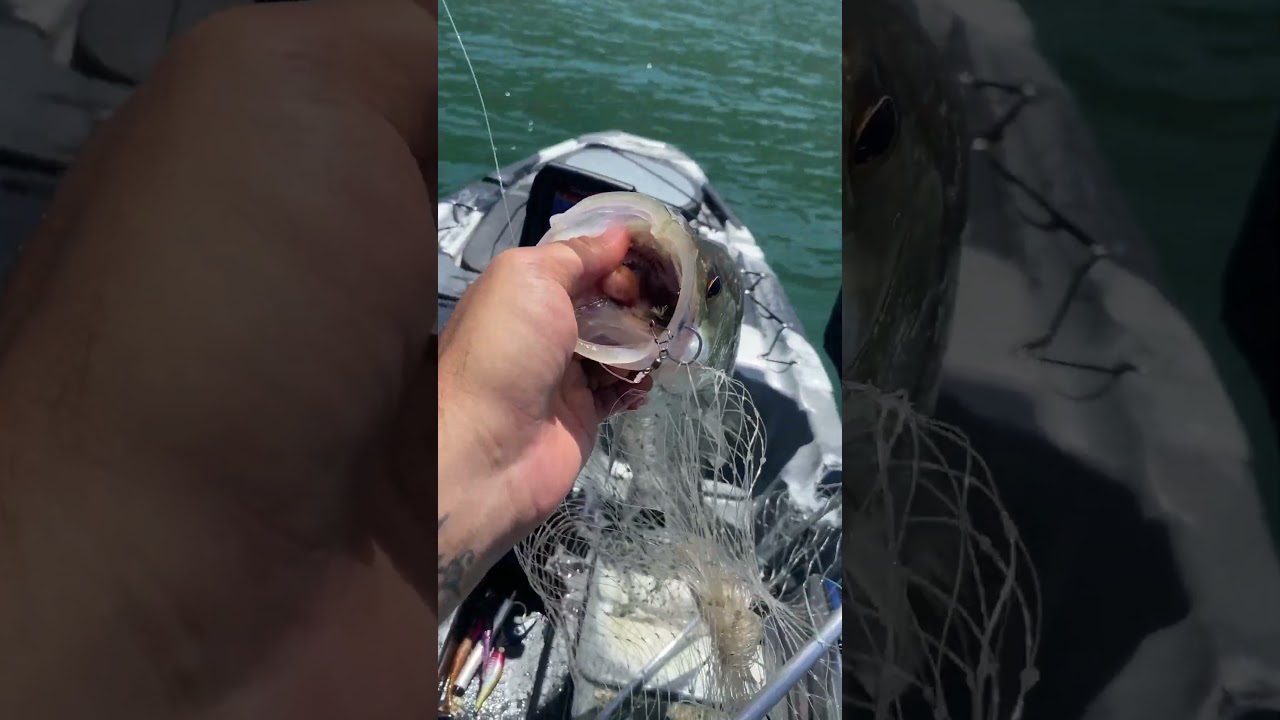 Robalo Peva na Junqueira #caiaque #fishing #pescaria #pesca #reels #pescaesportiva #robalo #mar #14l