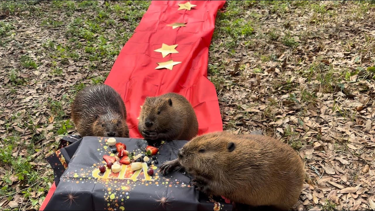 Red carpet walk for the beavers to celebrate Pixar’s Hoppers! 