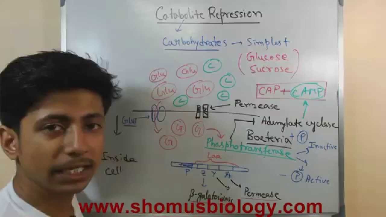 Catabolite repression
