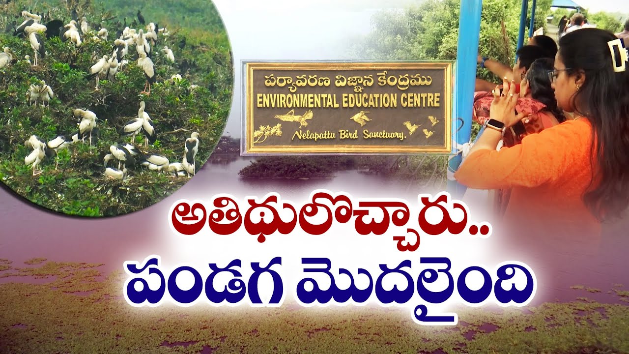 ఏపీలో మళ్లీ ఫ్లెమింగో ఫెస్టివల్‌.. ఇవీ ప్రత్యేకతలు! | Flamingo Festival 2025 in AP || Idi Sangathi