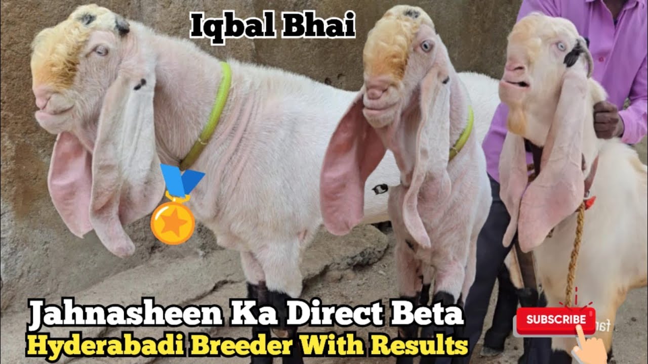 Jahnasheen Ka Direct Beta Toofan Hyderabadi Breeder | Iqbal Bhai Talabkatta I Hyderabad
