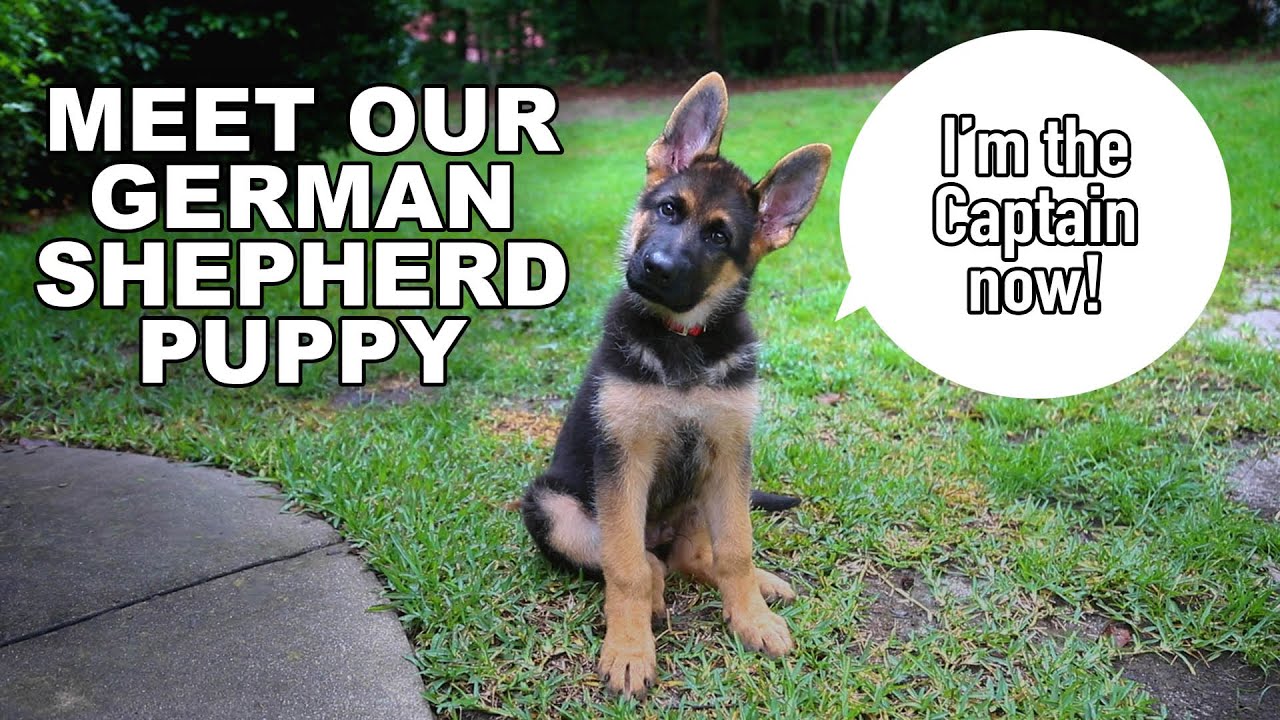 We got a new German Shepherd Puppy