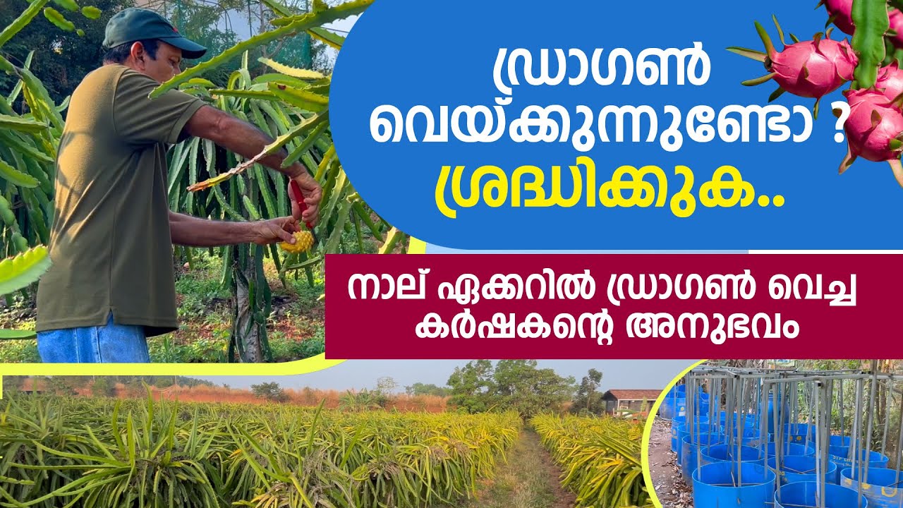 ഡ്രാഗണ്‍ വെയ്ക്കുന്നുണ്ടോ ശ്രദ്ധിക്കുക|  കര്‍ഷകന്റെ അനുഭവം Dragon fruit farming profitable?