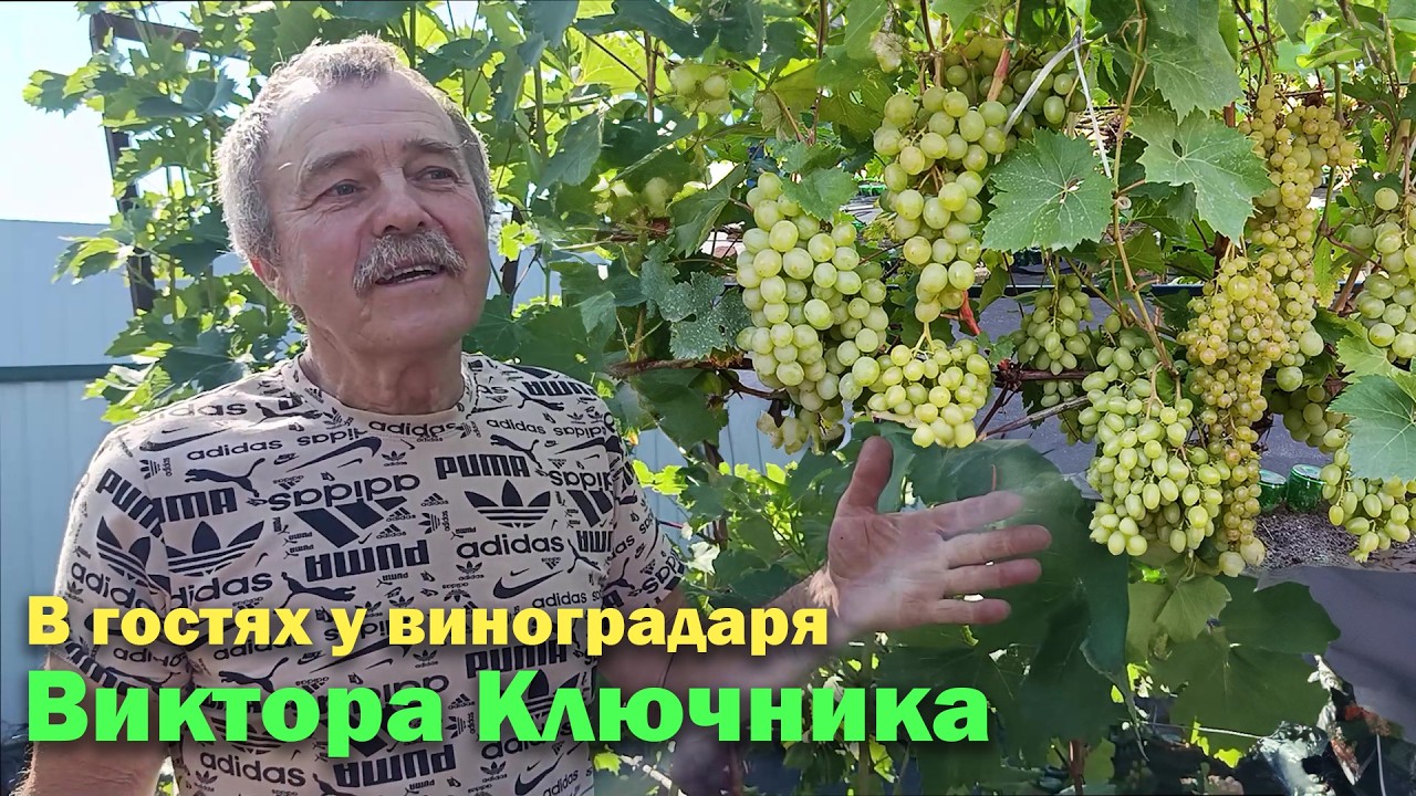 Как обычное увлечение стало делом жизни  | Виноградарство в Гомеле