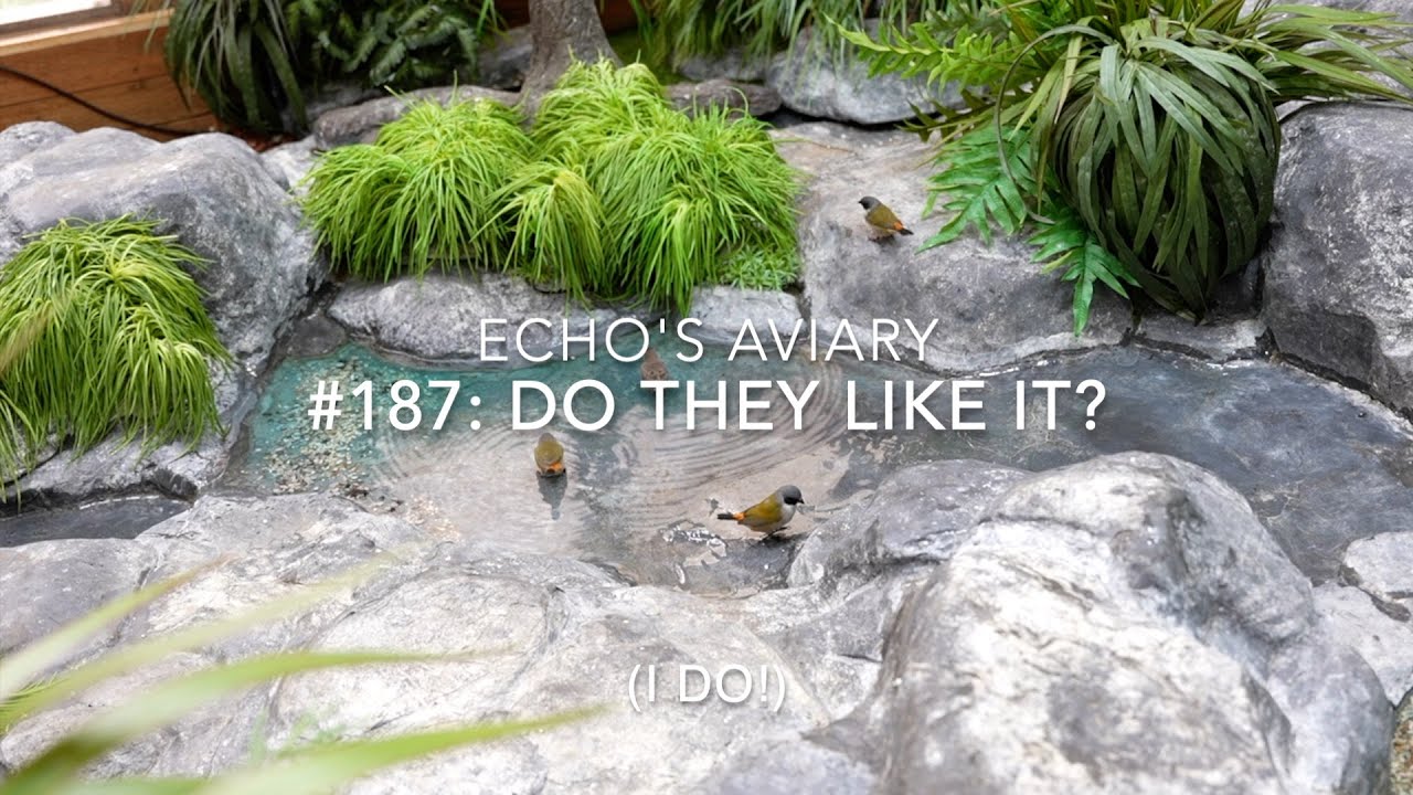 #187: Aviary Update: But do they like it?