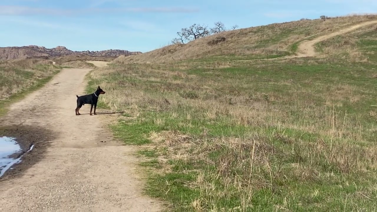 Doberman vs coyote￼