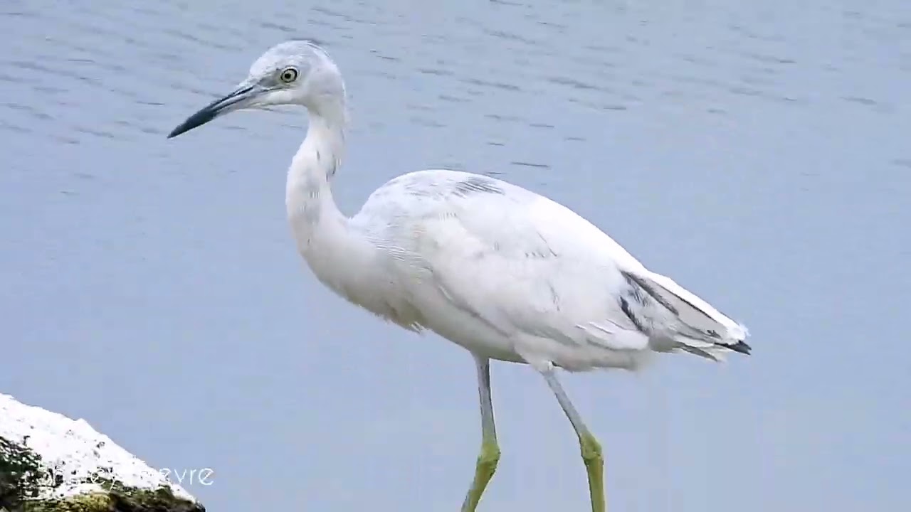 Little Blue Heron