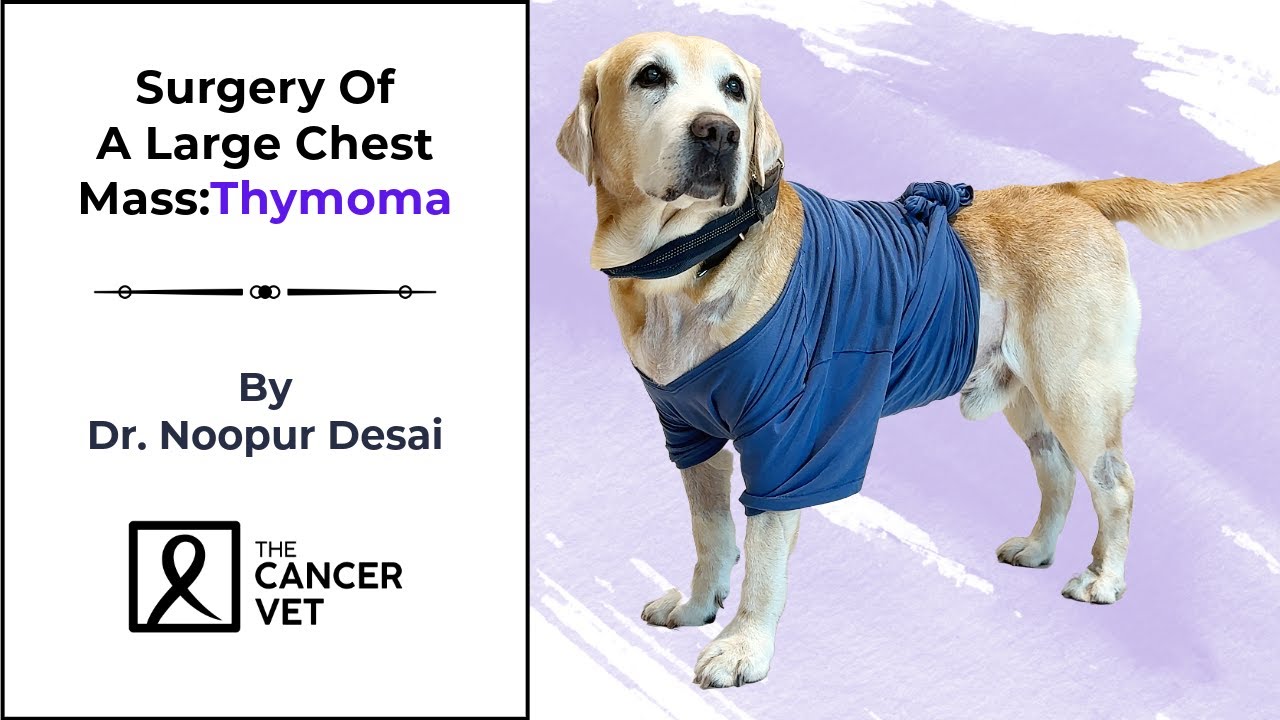 A life saving Thymoma surgery | The Cancer Vet - Episode 76