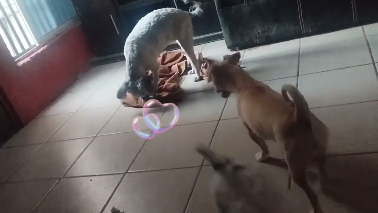 MIS AMORES CANINOS ♥️🫶🌹🌻🦋🍀