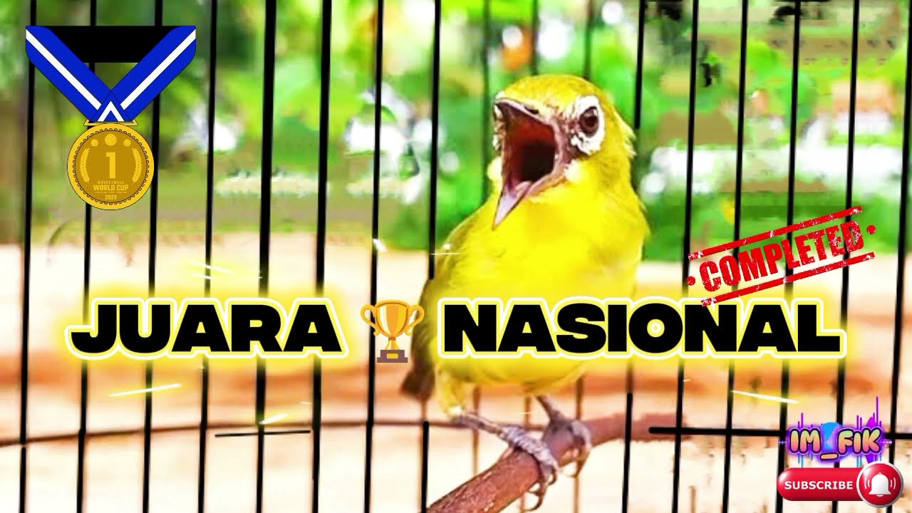 PLECI JUARA NASIONAL 🏆 PLECI DAKUN~ NEMBAK ~ GACOR ~ RAPAT