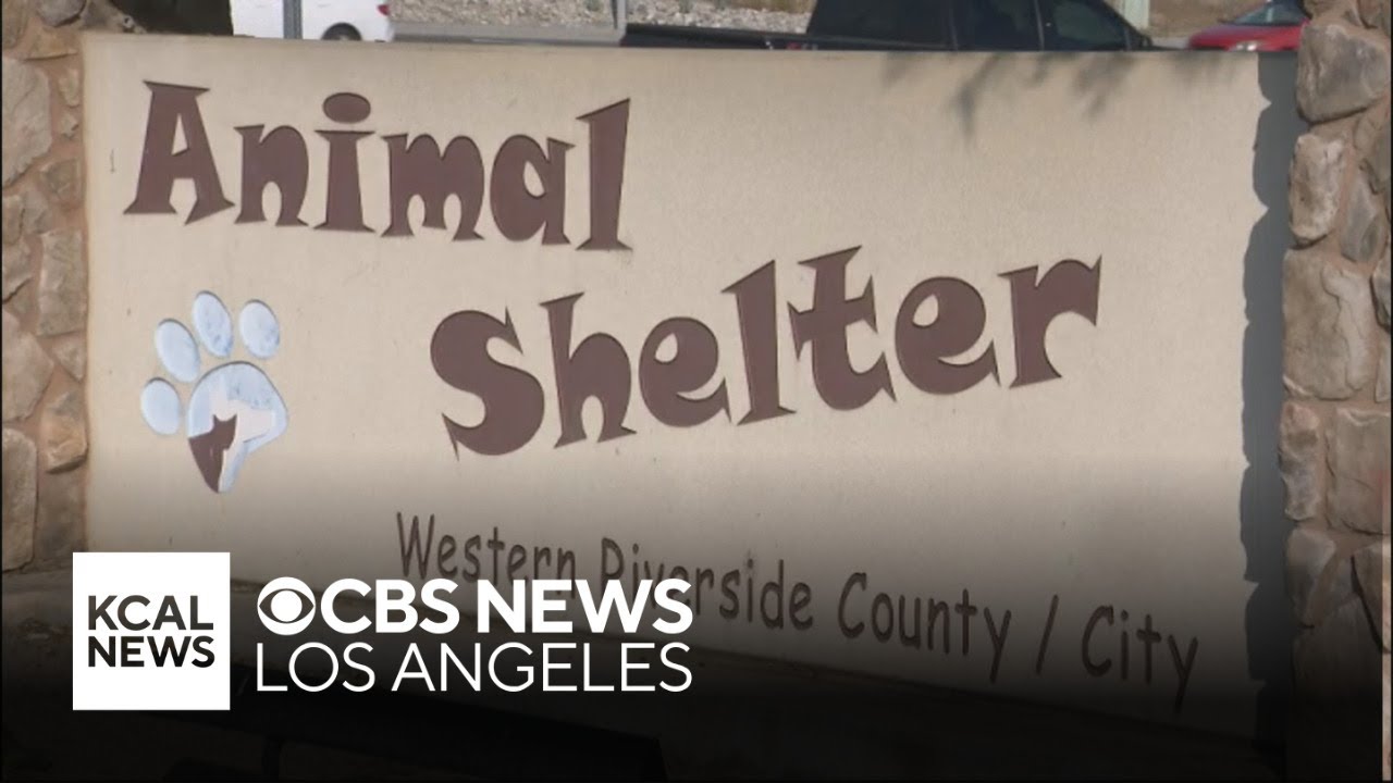 Riverside County pledges more funding and staff for animal shelters