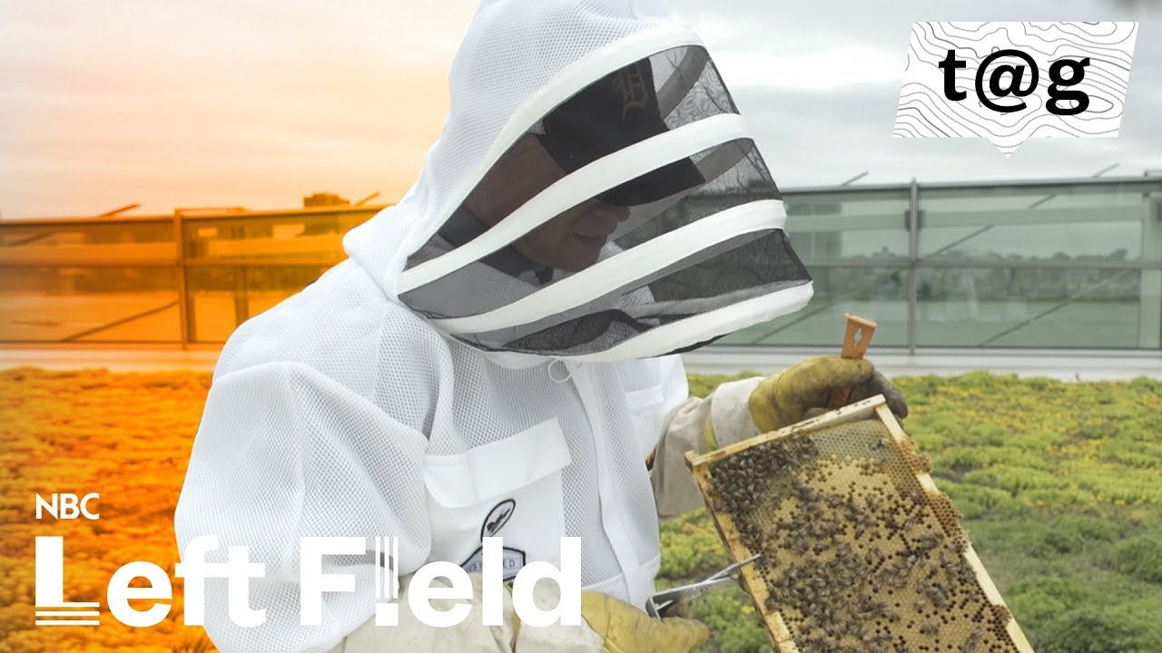 Bees Bring Buzz as Urban Hives Grow in Detroit | NBC Left Field