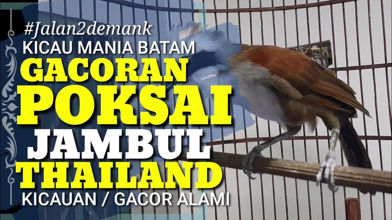 Poksai Jambul Thailand • Burung Batam Yang Gacor Terus Berkicau • Poksai Gacor • Kicau Mania Batam
