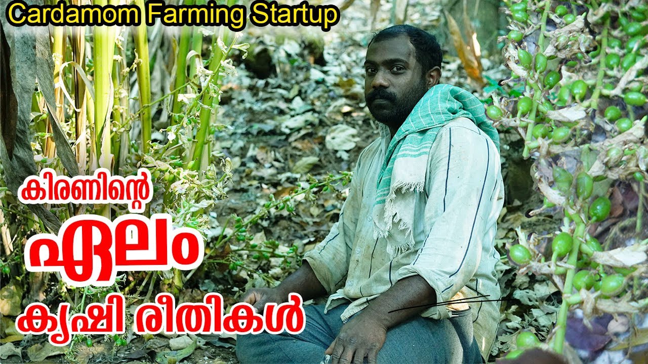 കിരണിന്റെ  ഏലം കൃഷി രീതികൾ | പണിക്കൻകുടി ഇടുക്കി 