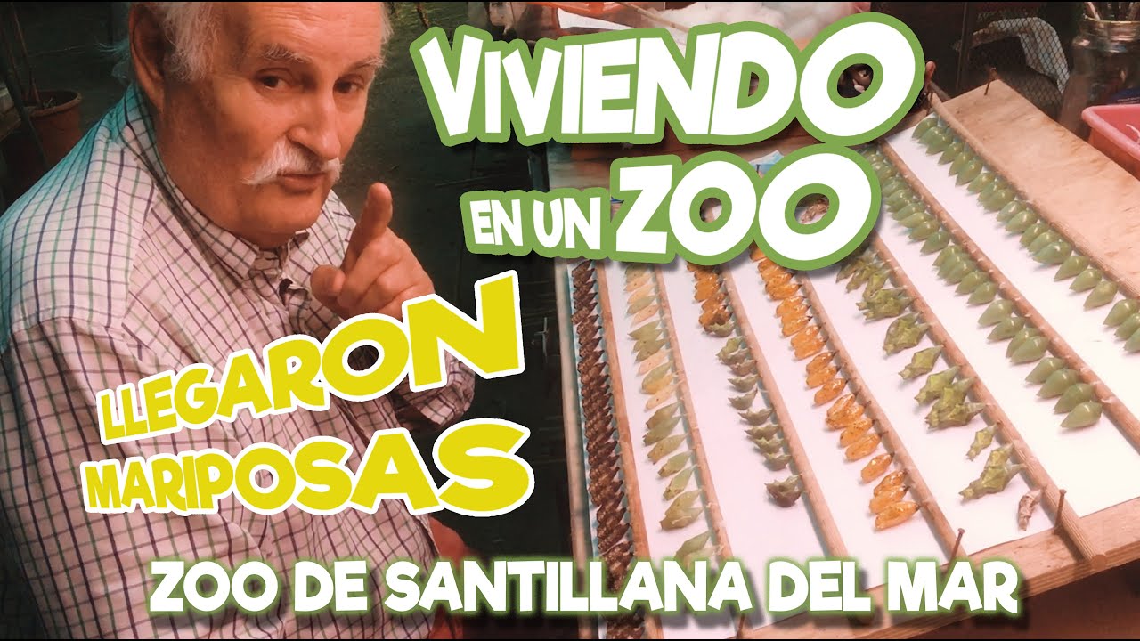 Llegaron mariposas